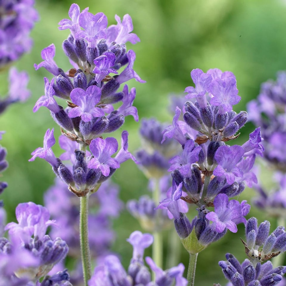 image 1 of Carbeth Plants 2 x Lavender angustifolia Herb Plants in 14cm Pots - Ready to Plant