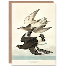 John James Audubon Art Card Townsend Sandpiper Bird