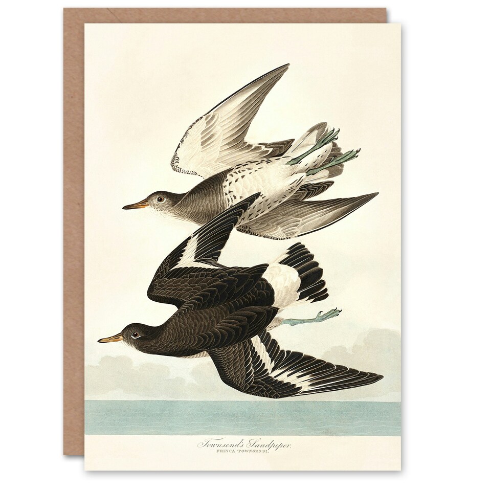 image 1 of John James Audubon Art Card Townsend Sandpiper Bird