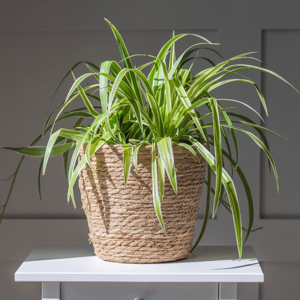 Chlorophytum Spider Plant - Houseplant - 2 Plants