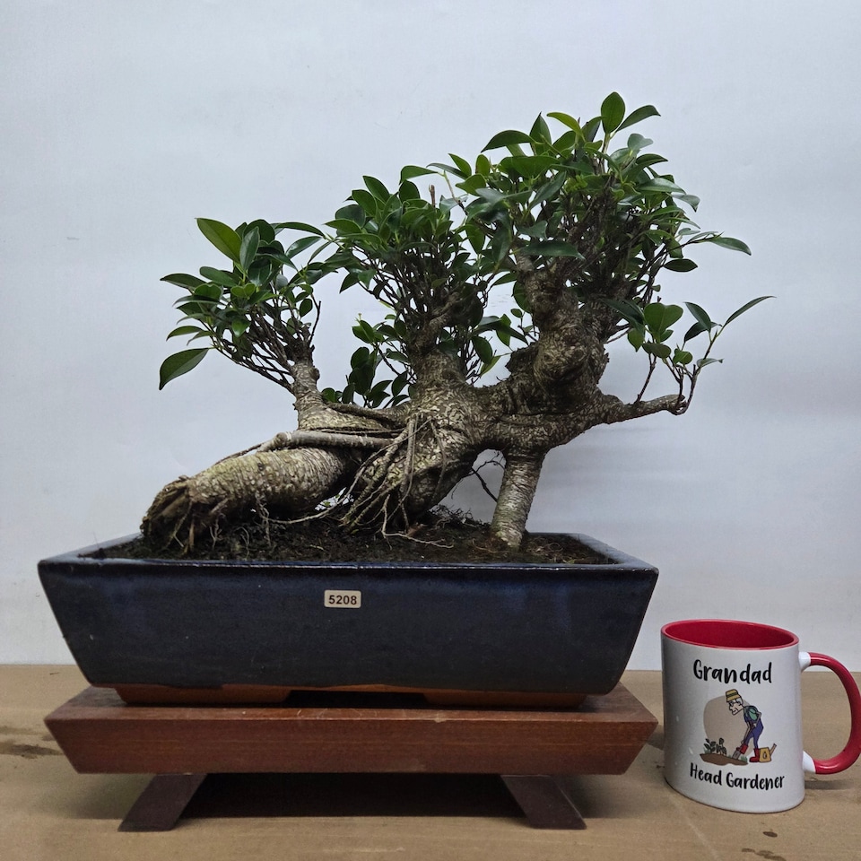 image 1 of Yorkshire Bonsai Ficus Microcarpa (Banyan Fig) Large Indoor Bonsai Tree Shaped In 35cm Pot