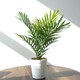 image 2 of 50cm Artificial Mini Palm Tree
