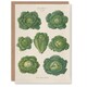 image 1 of Ernst Benary Art Card Savoy Cabbages Vintage Botanical
