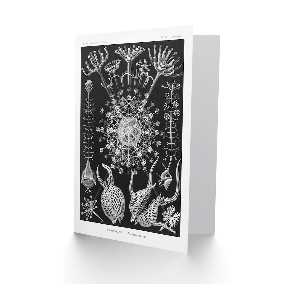 image 1 of Ernst Haeckel Art Card Phaeodaria Marine Life Illustration
