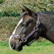 image 2 of Rhinegold Nylon Headcollar Grey | Size: X-Full
Colour: Grey