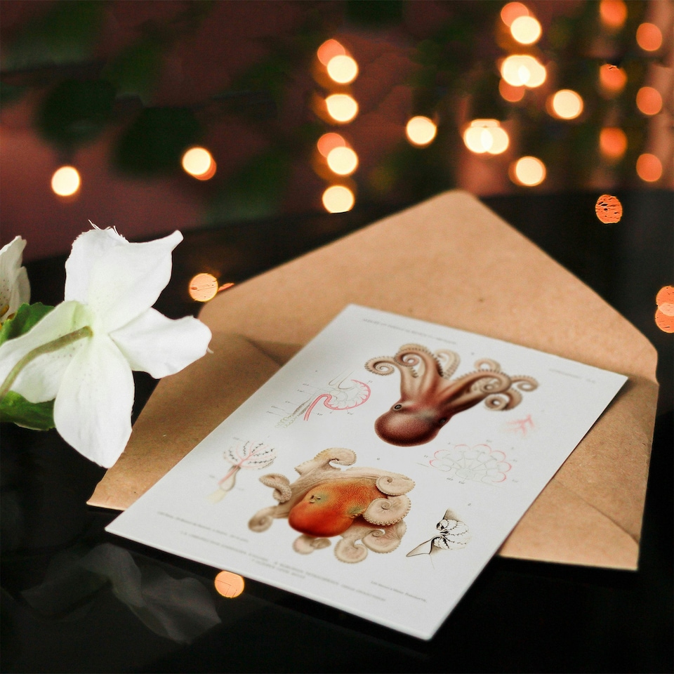 image 1 of Vintage Marine Life Art Card Pygmy Octopus Study Illustration