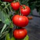 image 3 of Tomato Indoor Collection - Ailsa Craig, Big Daddy & Gardeners' Delight 3 x 9cm