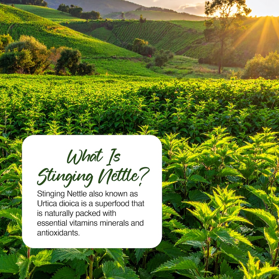 image 1 of Zipvit Stinging Nettle 600mg, Natural Antioxidant & Seasonal Support, 90 Vegan Tablets, 1-Month Supply