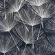 image 1 of Harmony Dandelion Navy/Silver