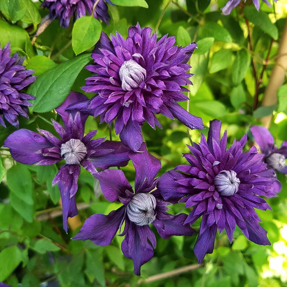 image 1 of Marshalls Garden Clematis 'Kokonoe' 3 x 9cm potted plants