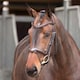 image 2 of Shires Velociti Lusso Elite Flash Bridle Black | Size: X-Full
Colour: Black