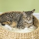 image 9 of PawHut 72cm Cat Tree with 2 Beds, Cat Tower with Scratching Post, Toy Ball for for Indoor Kittens - Beige