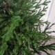 image 2 of 5ft (153cm) Premier Christmas Tree  Glenshee Spruce PE/PVC Natural Look