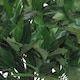image 3 of 50cm Dwarf Artificial Bay Tree Laurel Topiary Bush | Green | One Size