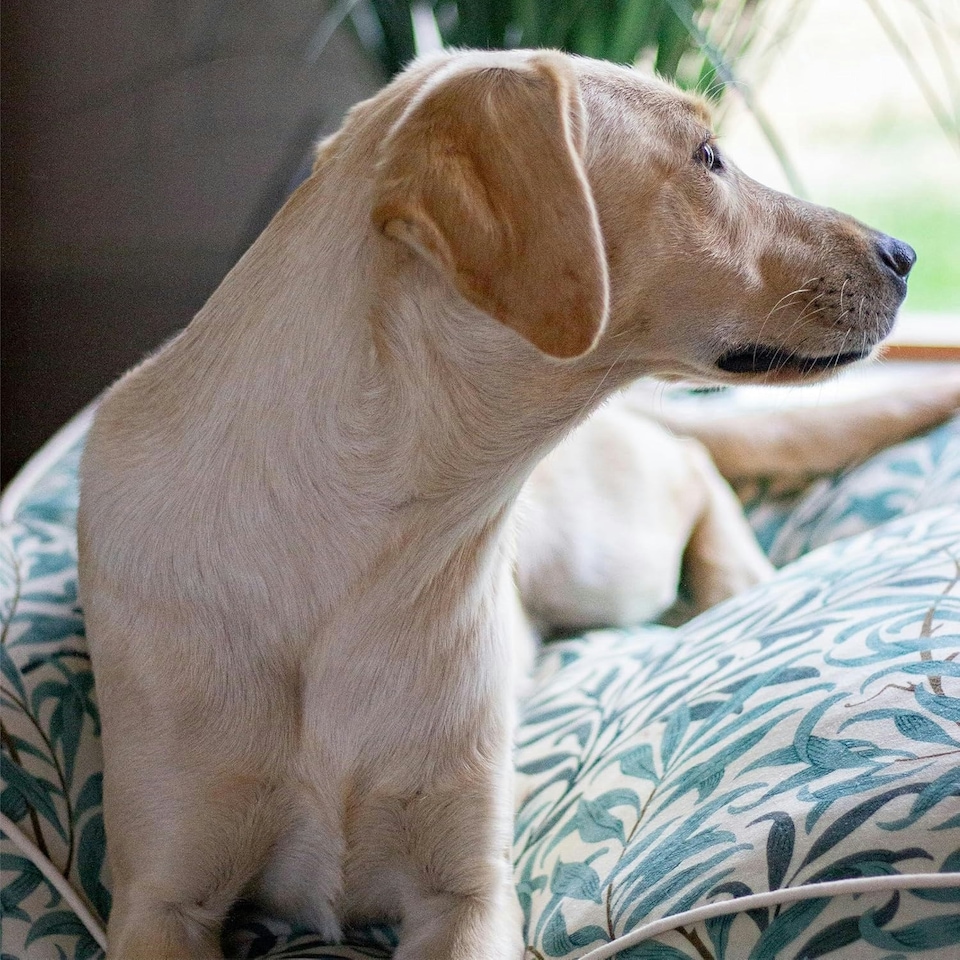 image 1 of William Morris Willow Bough Luxury Dog Bed Mattress - Large | Green | Patterned | 1