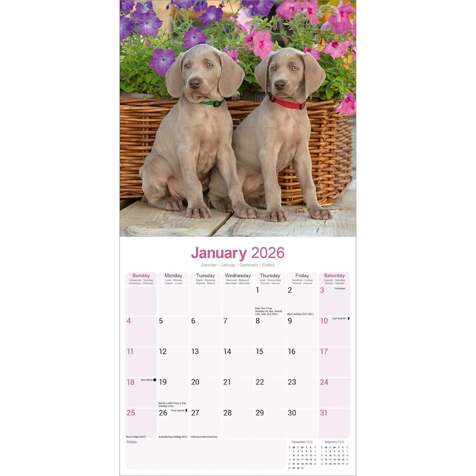 image 1 of Weimaraner 2026 Calendar | Square Wall Calendar | Dog Breed Gift | Plastic Free Packaging | by Avonside Publishing