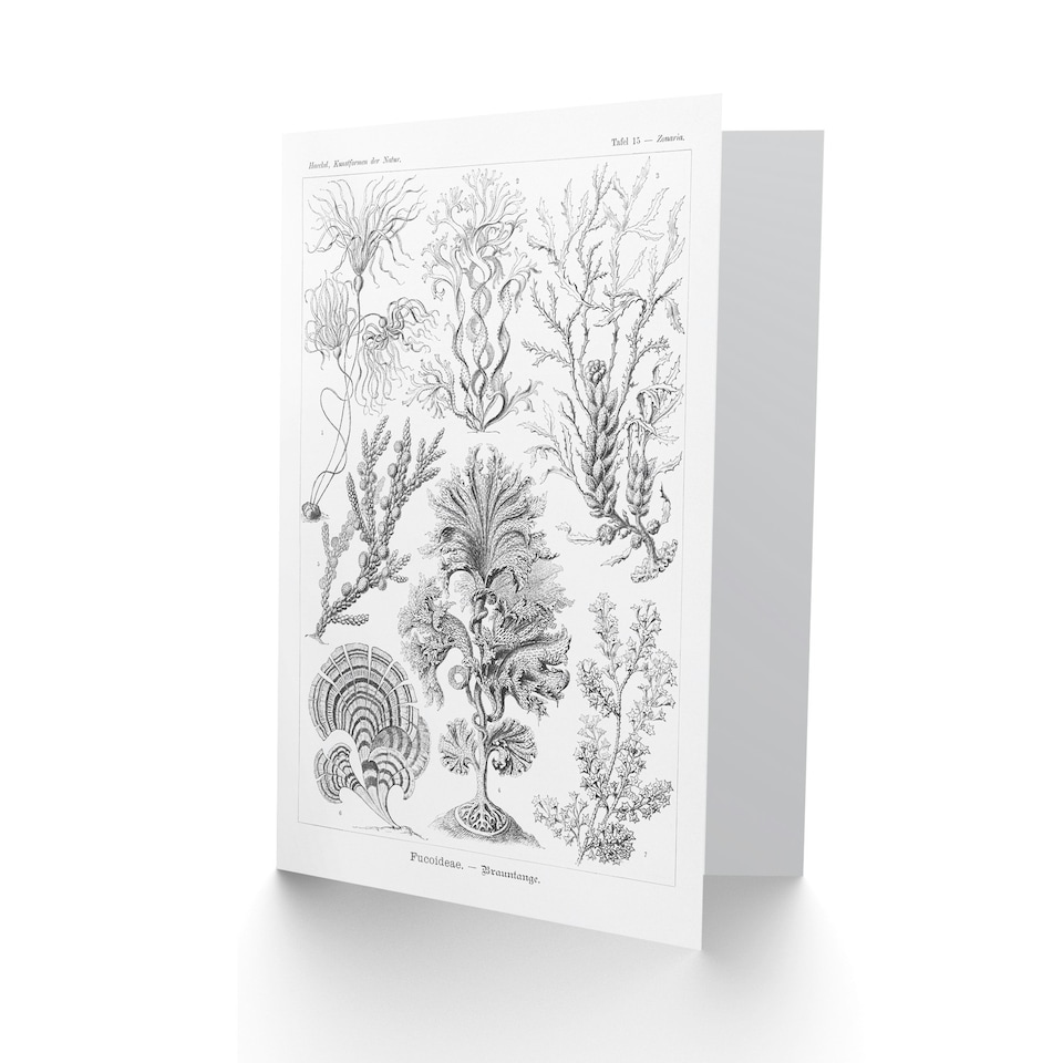image 1 of Ernst Haeckel Art Card Fucoideae Algae Seaweed Species