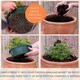 image 5 of 7 Colour Coordinated Plants  Tangerine Twist Theme Speedplanter  Garden Ready