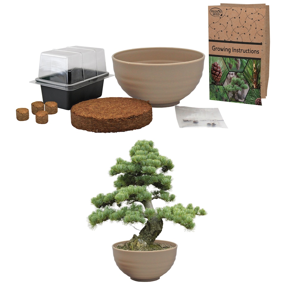 image 1 of Pronto Seed Bonsai Grow Your Own Bonsai Kit - Pine Tree Starter Set in Plastic Pot