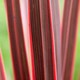 image 4 of Marshalls Garden Cordyline 'Charlie Boy' Variegated Pink and Burgundy Evergreen Shrub 9cm