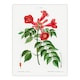 image 3 of Pierre Joseph Redoute Framed Wall Art Print Trumpet Vine Flowers Home Décor