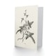 image 2 of Shirley Hibberd Art Card Vintage Botanical Minima Ivy