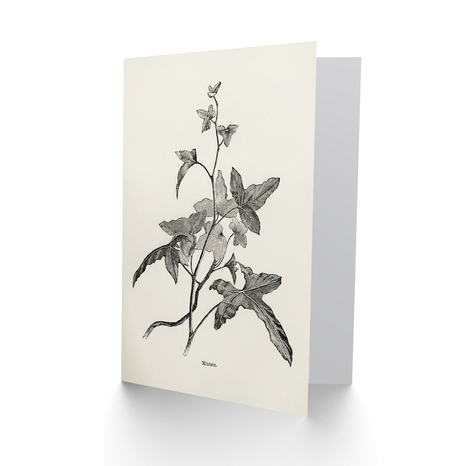 image 1 of Shirley Hibberd Art Card Vintage Botanical Minima Ivy