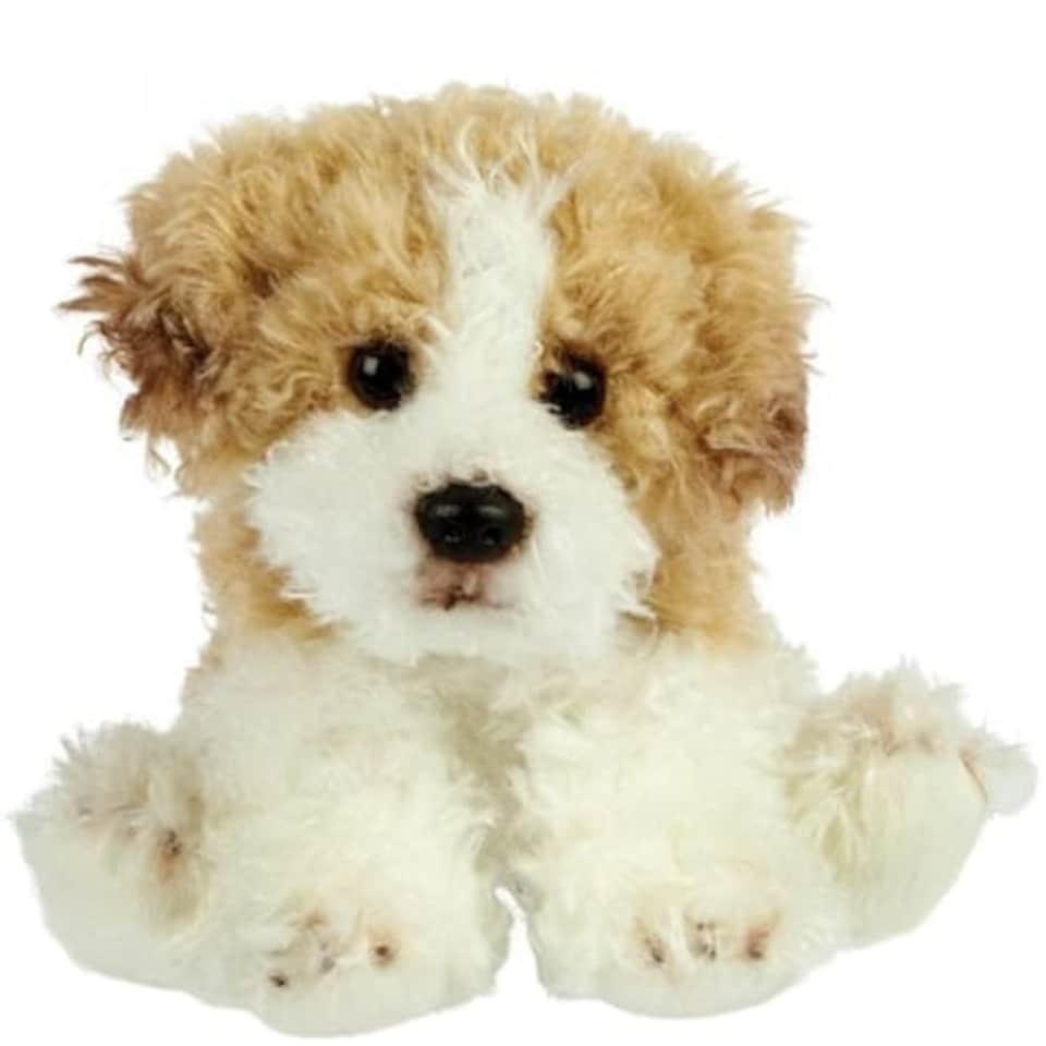 Malti-Poo