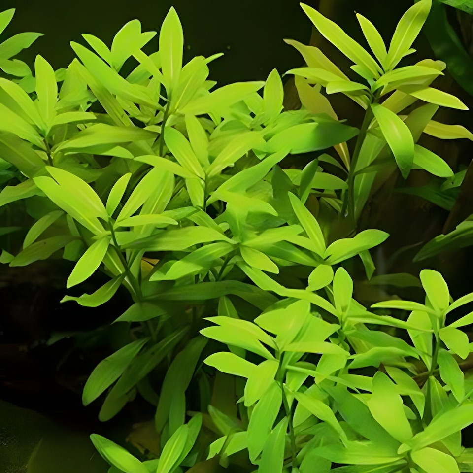 image 1 of Dwarf Hygrophila (Hygrophila polysperma) - Live Aquarium Plant for Midground Planting, No CO2 Needed - Fish Tank Plant