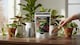 image 3 of Premium Soluble Plant Food for Healthy Indoor Plants and Foliage Includes Precision Measuring Scoop Concentrated Formula