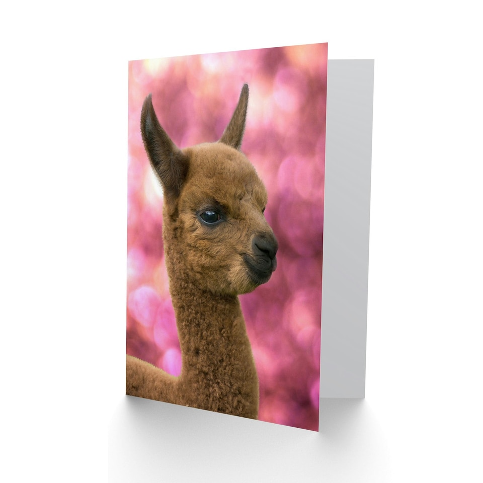 image 1 of Cute Alpaca Llama Baby Animal Photograph Greeting Card
