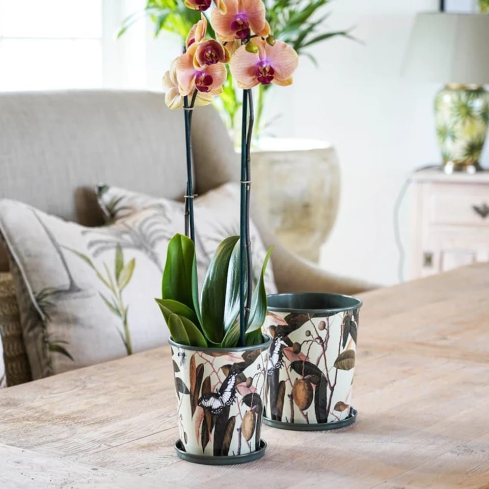 image 1 of Kew Botanical Retreat Planter with Saucer - Mild Steel - L14 x W14 x H16 cm - Green | Green