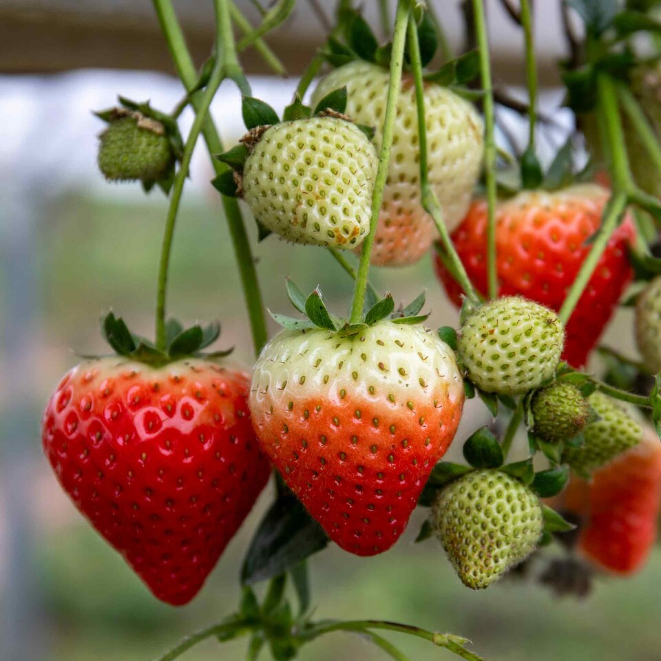 image 1 of Marshalls Garden Strawberry 'Symphony' (Late-Season, High-Yielding) 30 bare root