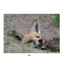 Kevin Milner Fox Countryside Greetings Card - Multicoloured - One Size