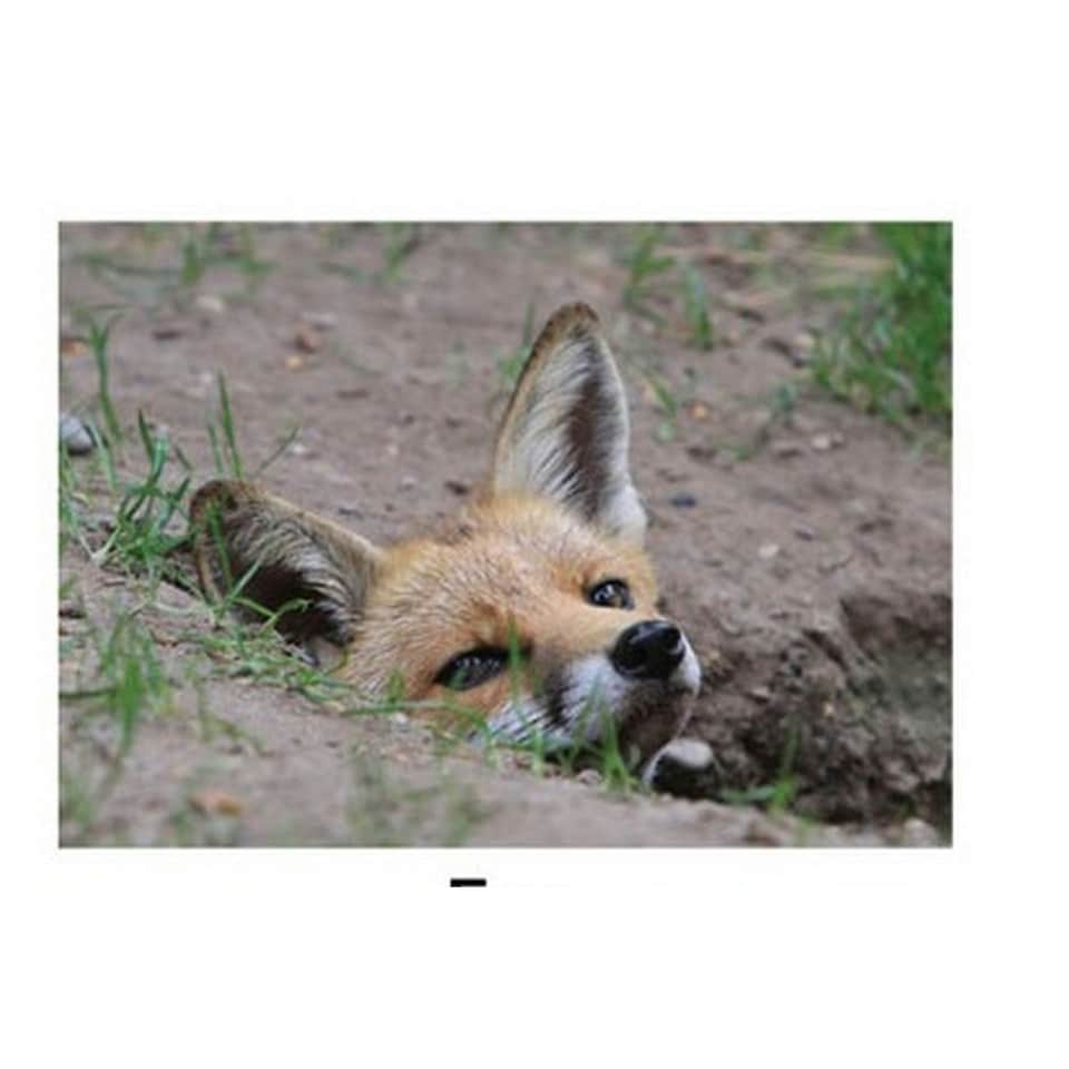 Kevin Milner Fox Countryside Greetings Card - Multicoloured - One Size