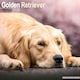 image 1 of Golden Retriever 2026 Calendar | Square Wall Calendar | Dog Breed Gift | Plastic Free Packaging | by Avonside Publishing