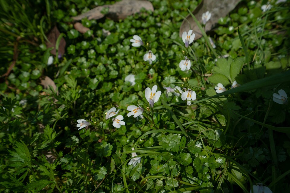 image 1 of Mazus reptans 'Albus' - Marginal Aquatic Pond Plant