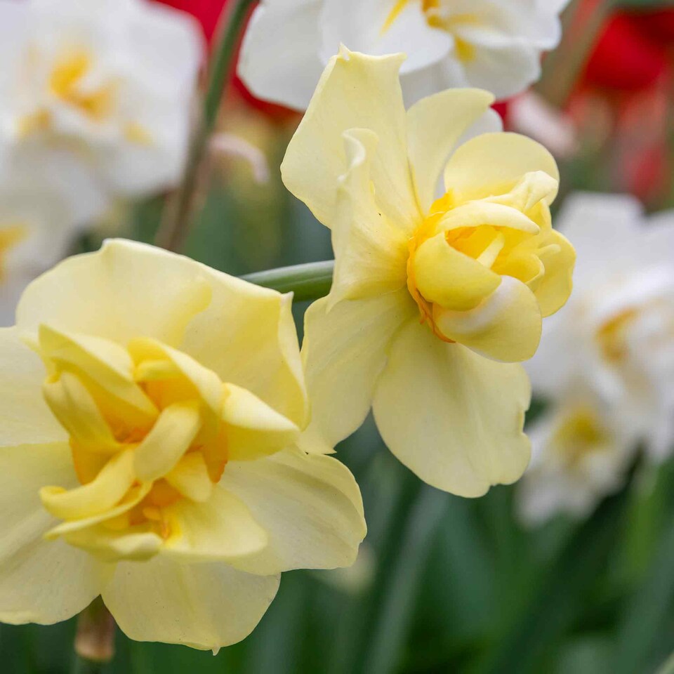 image 1 of Marshalls Garden Daffodil Bulbs 'Yellow Cheerfulness' 10 Pack Double Fragrant Yellow