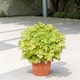 image 2 of Carbeth Plants Heuchera Lime Marmalade Plant in 3L Pot - Evergreen Perennial with Colourful Foliage