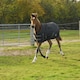 image 2 of Rhinegold Foal Konig Outdoor Rug Red | Size: 4ft 3
Colour: Red