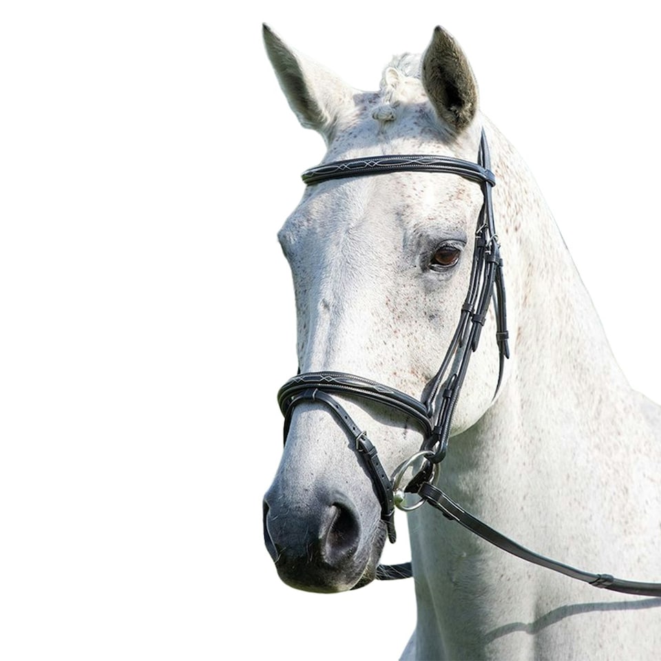 image 1 of Avignon Padded Leather Horse Bridle - Black - Full