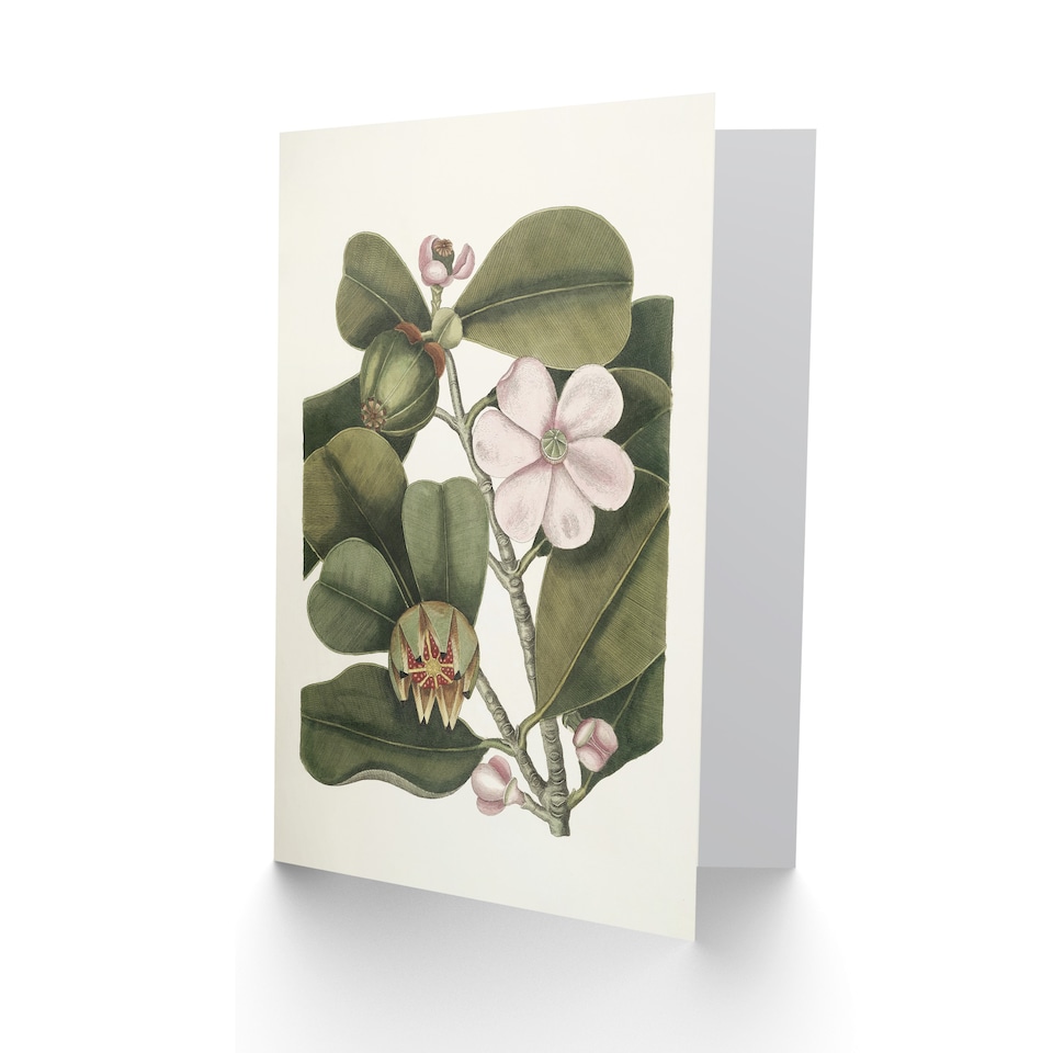 Mark Catesby Art Card Balsam Tree Flower Vintage Botanical - Tesco ...