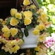 image 3 of Carbeth Plants Begonia Illumination Lemon Summer Bedding Plant 3 x 9cm Pots - Easy Grow Garden Ready Shrub for Beds, Borders, Pots & Containers