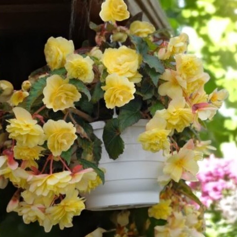 image 1 of Carbeth Plants Begonia Illumination Lemon Summer Bedding Plant 3 x 9cm Pots - Easy Grow Garden Ready Shrub for Beds, Borders, Pots & Containers