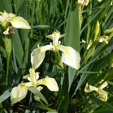 Hardy Yellow Flag Iris Pseudacorus Bastardii - Subtle Creamy-Yellow Blooms Moisture-Loving 1 Litre Pot