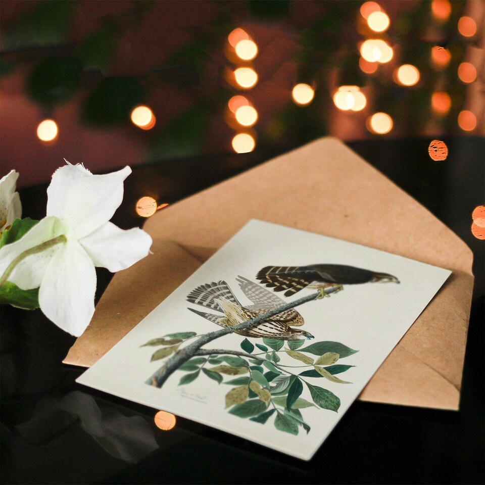 image 1 of John James Audubon Art Card Birds of America Pigeon Hawk