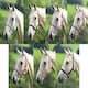 image 2 of Shires Wessex Headcollar Blue | Size: Full
Colour: Navy/Silver