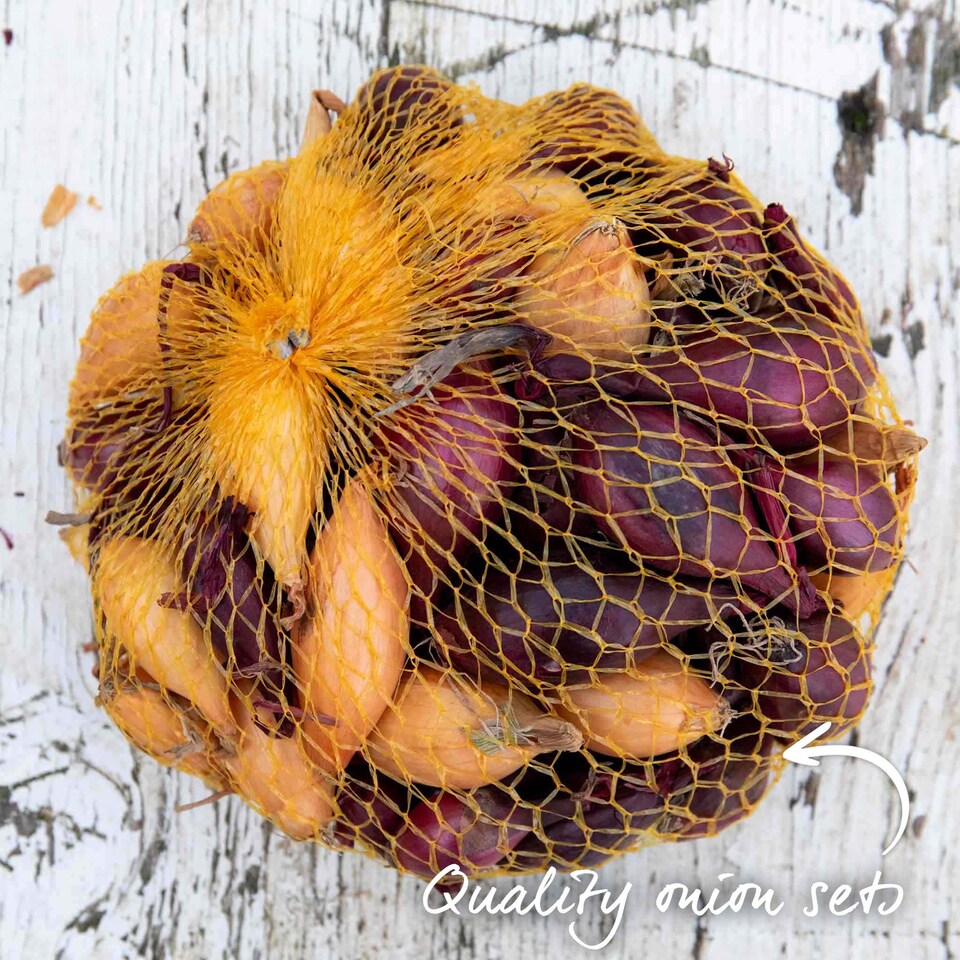 image 1 of Autumn planting onion sets - Red and White mix (approx. 65–75 sets)
