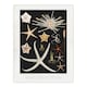 image 3 of Vintage Marine Life Varieties of Deep Sea Starfish Framed Wall Art Print A4