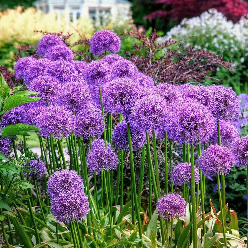 image 1 of Marshalls Garden Allium 'Globemaster' Bulbs - 3 Pack